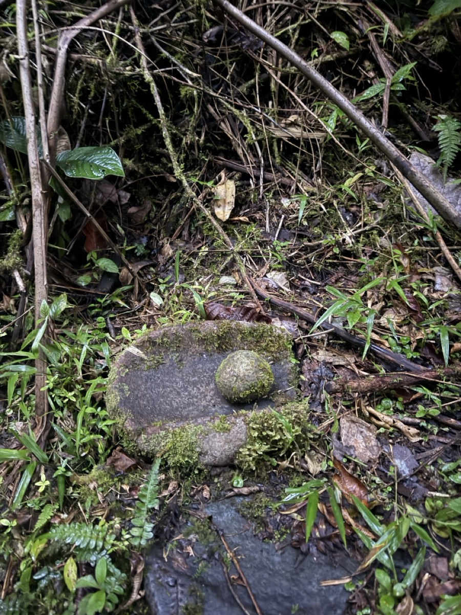 A carved stone artifact found on the forest floor at Los Cedros