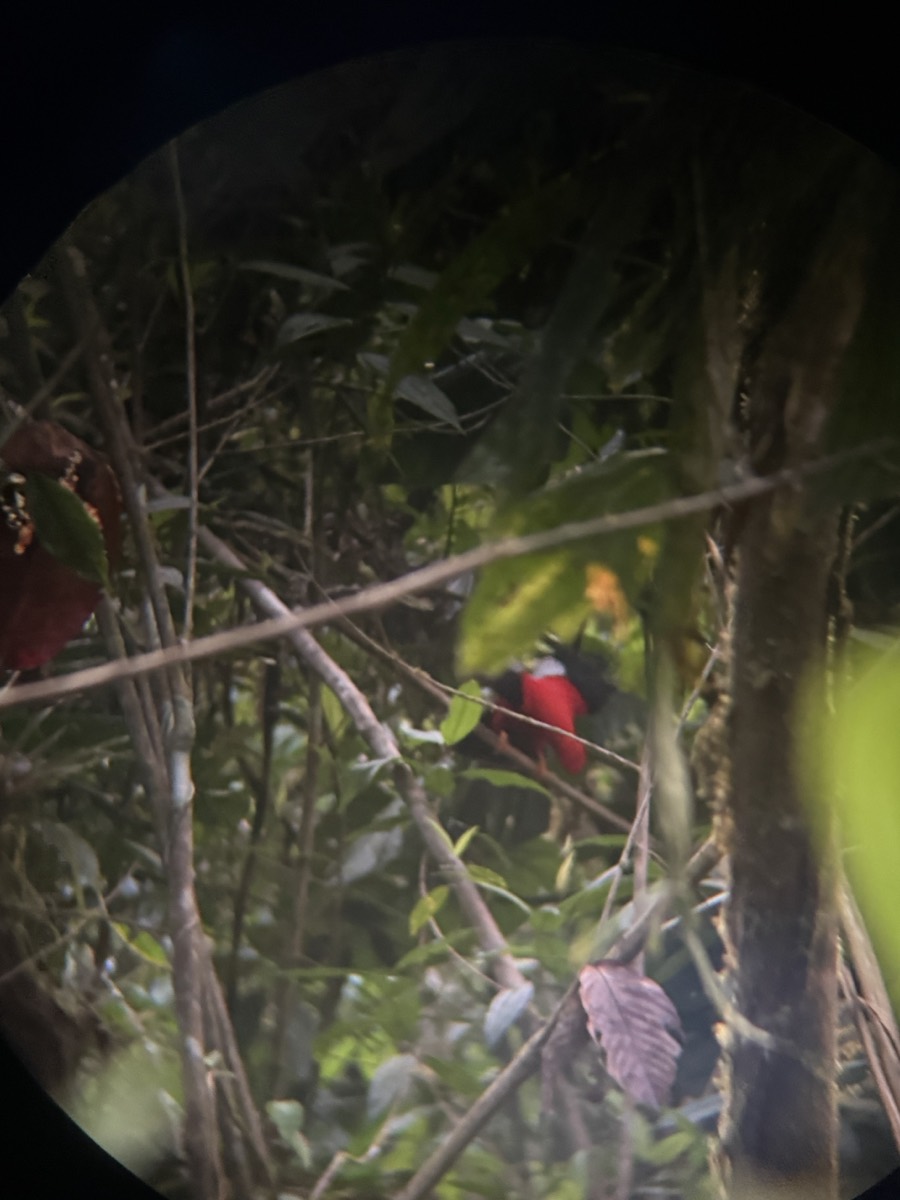 A bird spotted through a scope in the Los Cedros forest