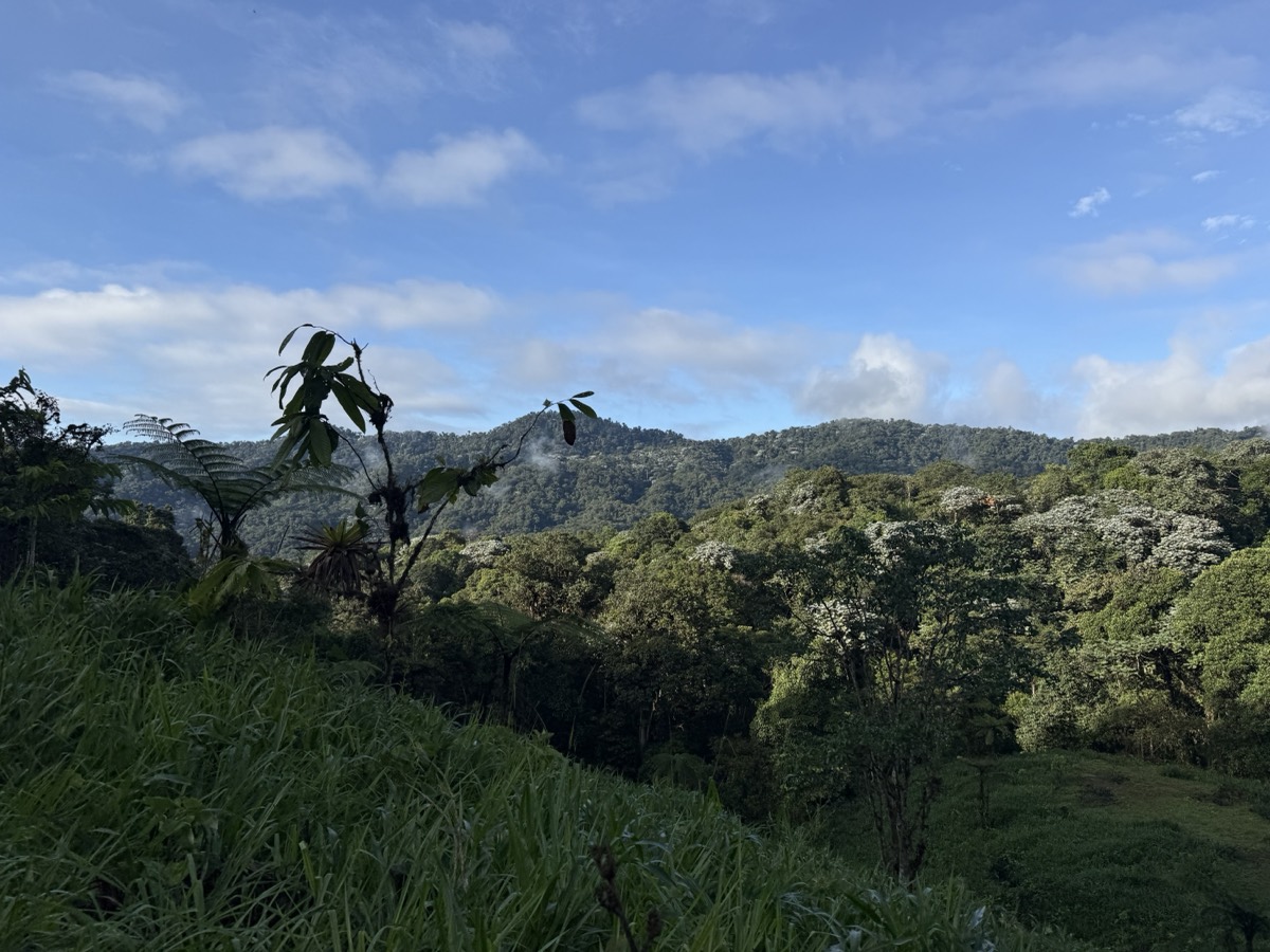 View across the forest canopy and hills at Los Cedros