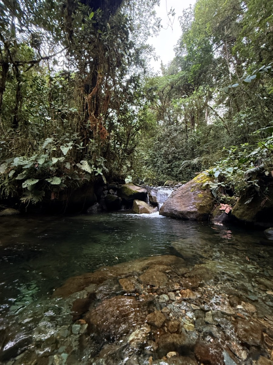 A clear river pool in the Los Cedros forest