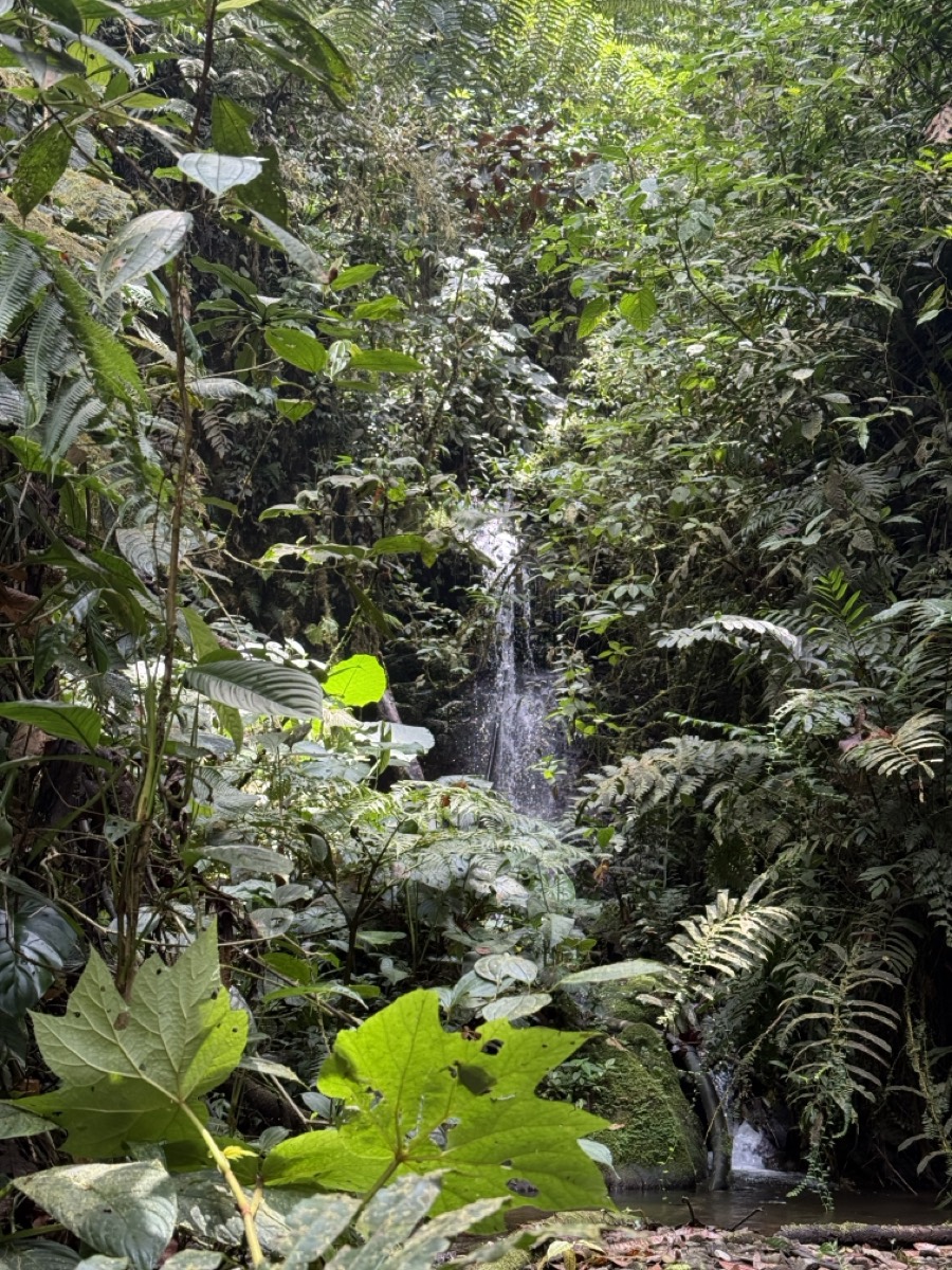 A small waterfall in the Los Cedros forest